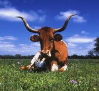 Espanjalaisilta karanneiden Longhorn-pitk�sarvinautojen j�lkel�iset ovat antaneet nimens�...